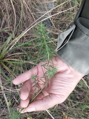 Baccharis coridifolia