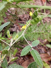 Rhynchosia tomentosa