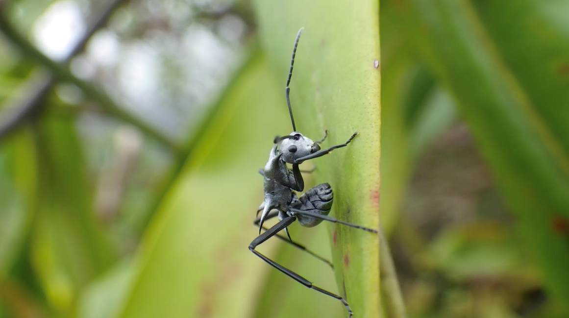 Polyrhachis pellita