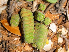 Crassula columella