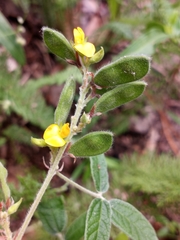 Rhynchosia tomentosa