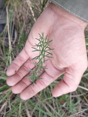 Baccharis coridifolia