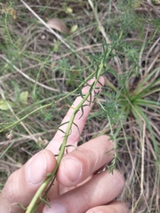 Baccharis coridifolia