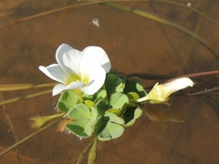 Oxalis natans