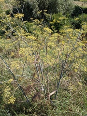 Foeniculum vulgare