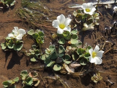 Oxalis natans