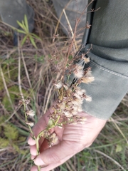 Baccharis coridifolia