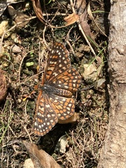 Euphydryas chalcedona klotsi