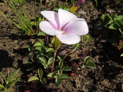 Oxalis nidulans nidulans