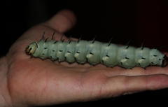 Lophostethus dumolinii