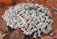Crassula corallina macrorrhiza