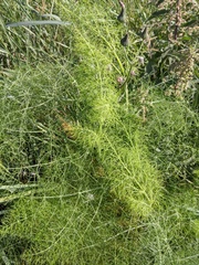 Foeniculum vulgare