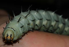 Lophostethus dumolinii