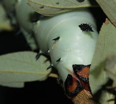 Lophostethus dumolinii