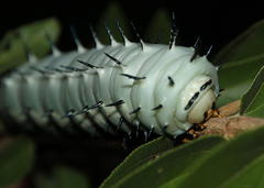 Lophostethus dumolinii