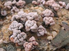 Crassula corallina macrorrhiza
