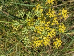 Foeniculum vulgare