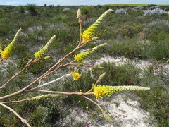 Grevillea eriostachya