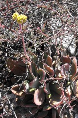 Crassula cotyledonis