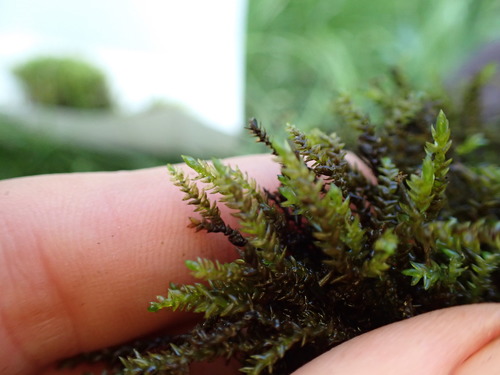 Image of Scleropodium obtusifolium by (c) Martin Purdy, some rights reserved (CC BY)