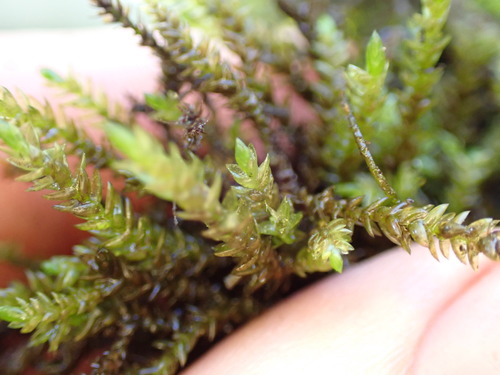 Image of Scleropodium obtusifolium by (c) Martin Purdy, some rights reserved (CC BY)