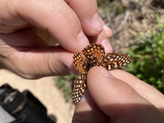 Euphydryas chalcedona klotsi