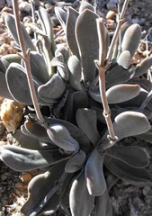 Crassula cotyledonis