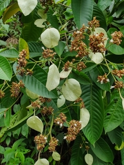 Schizocalyx bracteosa