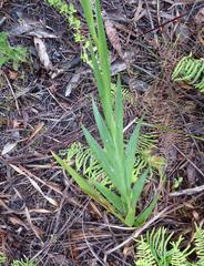 Gladiolus sempervirens