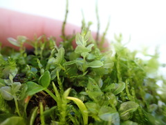 Plagiomnium ellipticum