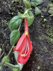 Columnea microcalyx