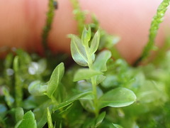 Plagiomnium ellipticum