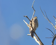 Accipiter chilensis