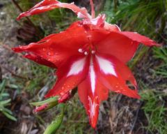 Gladiolus sempervirens