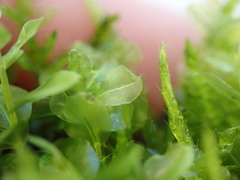 Plagiomnium ellipticum