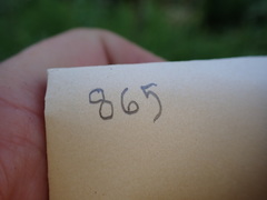 Plagiomnium ellipticum