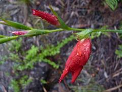 Gladiolus sempervirens