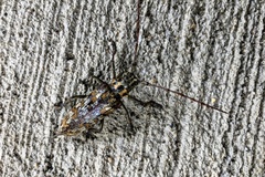 Monochamus marmorator