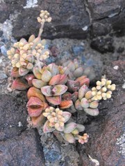 Crassula elegans elegans