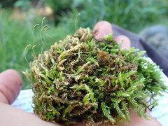 Brachythecium frigidum