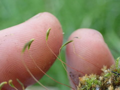 Brachythecium frigidum