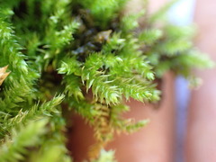 Brachythecium frigidum