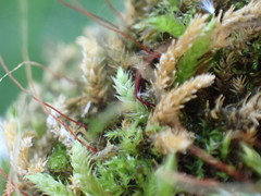 Brachythecium frigidum