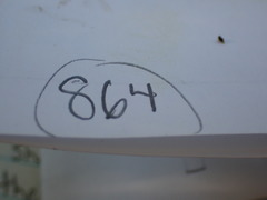 Brachythecium frigidum