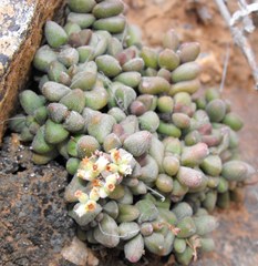 Crassula elegans