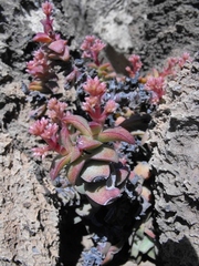 Crassula fusca