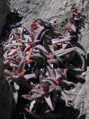 Crassula fusca