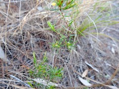 Pseudanthus orientalis