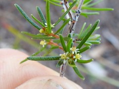 Pseudanthus orientalis