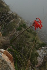 Cyrtanthus angustifolius